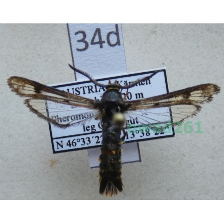 Pennisetia hylaeiformis (Laspeyres, 1801) Austria34d